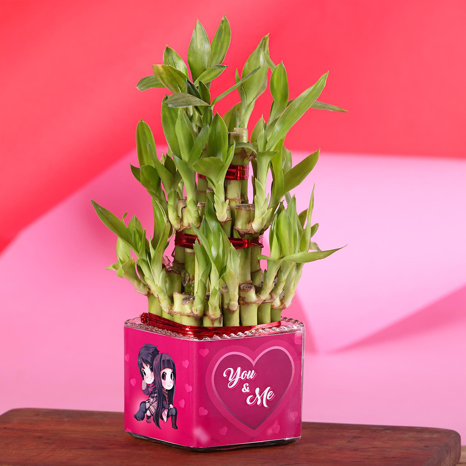 Buy Phulwa 2 Layers Lucky bamboo With Square Clear Pot | Good Luck Plant |  Great Gift for Birthday | Home Decor Online In India At Discounted Prices